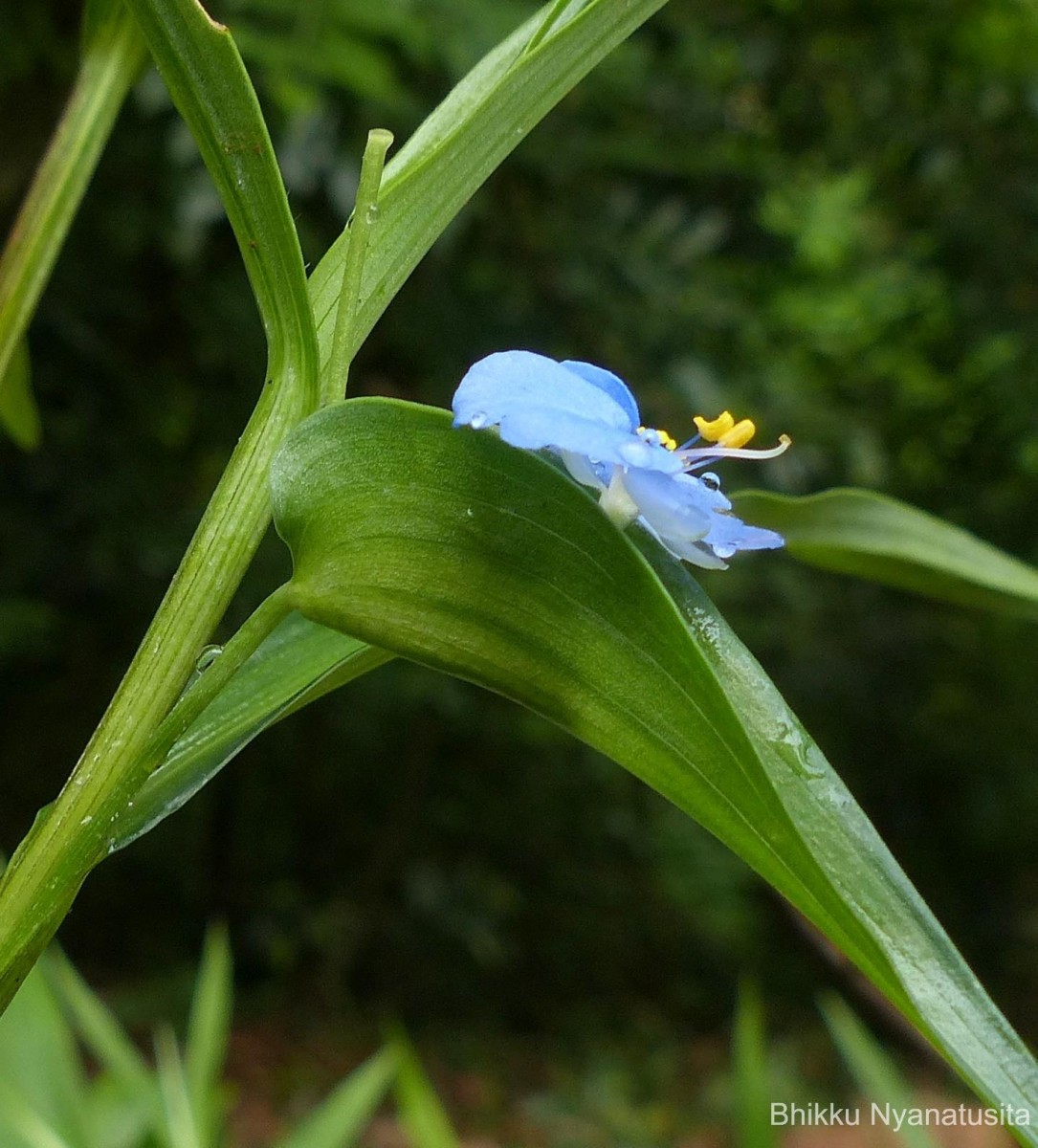 Commelina appendiculata C.B.Clarke